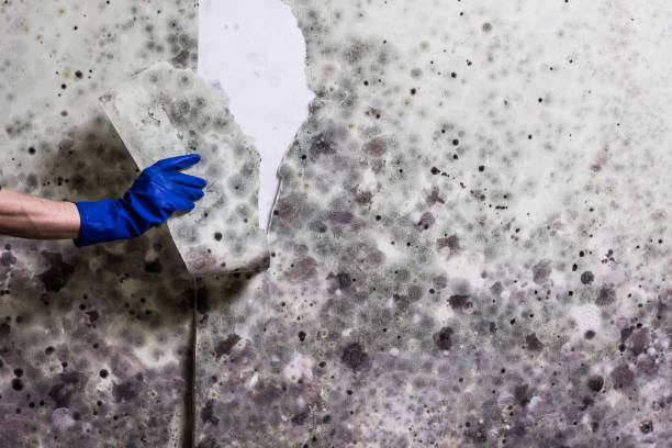 Best Mold Remediation for Specific Building Types in Minersville, PA
